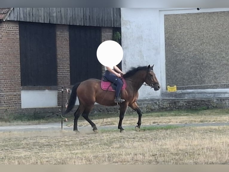 Warmblood austríaco Mestizo Yegua 4 años 155 cm Castaño in Niederfladnitz