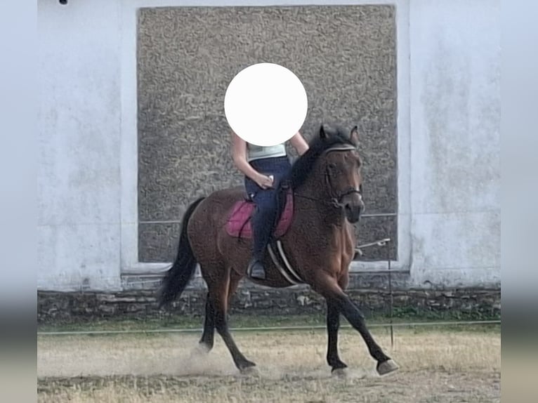 Warmblood austríaco Mestizo Yegua 4 años 155 cm Castaño in Niederfladnitz