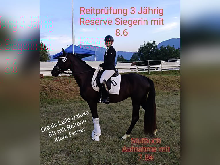 Warmblood austríaco Yegua 4 años 159 cm Negro in Wolfsberg Warmblood austríaco Yegua 4 años 159 cm Negro in Wolfsberg