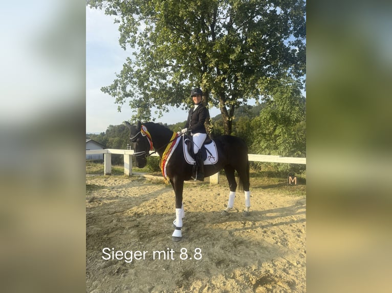 Warmblood austríaco Yegua 4 años 159 cm Negro in Wolfsberg Warmblood austríaco Yegua 4 años 159 cm Negro in Wolfsberg