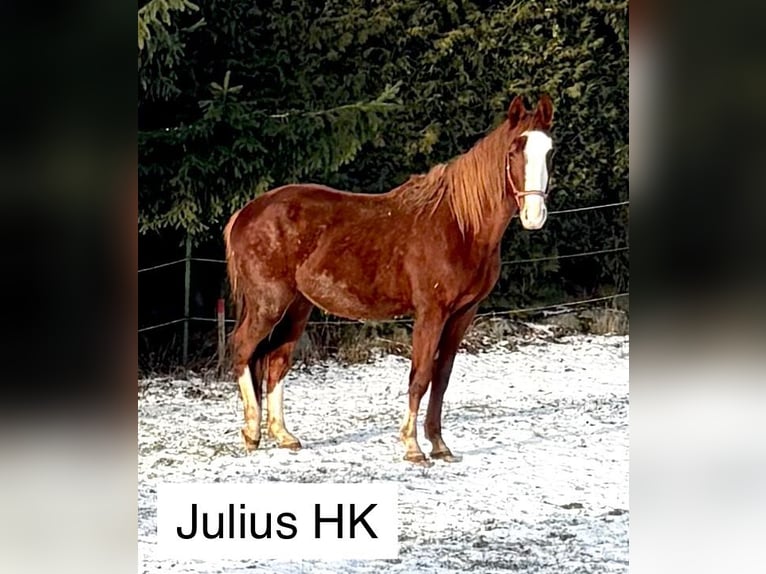 Warmblood austríaco Yegua 4 años 160 cm Alazán in Puchberg