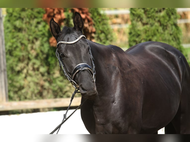 Warmblood austríaco Yegua 4 años 163 cm Negro in St Marein bei Graz