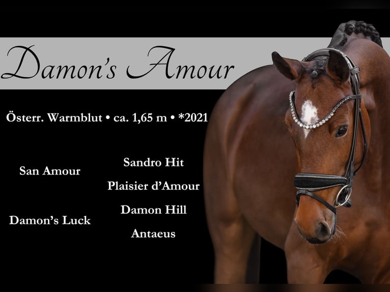 Warmblood austríaco Yegua 4 años 165 cm Castaño in Wehringen