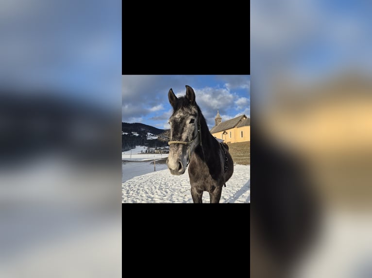 Warmblood austríaco Yegua 4 años 165 cm Tordo rodado in Hermagor-Pressegger See