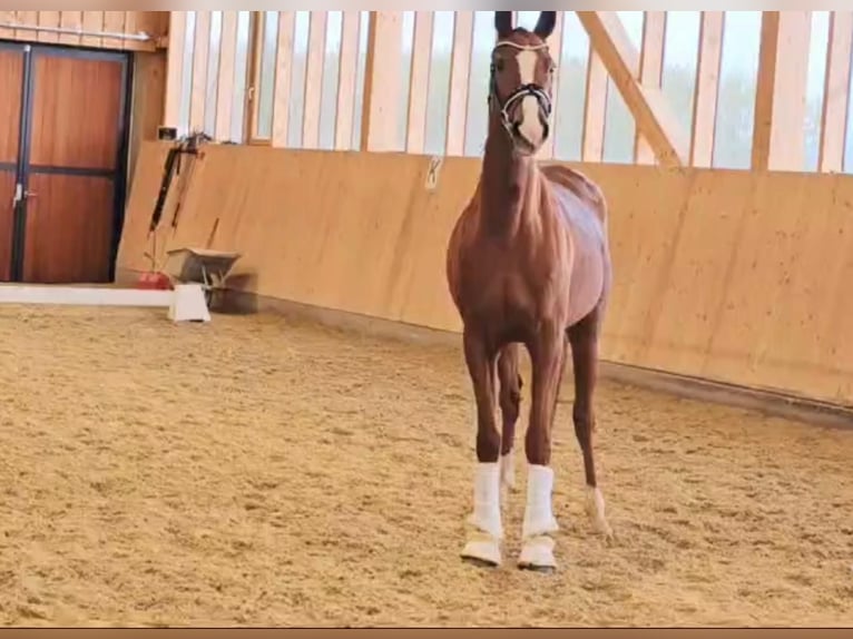 Warmblood austríaco Yegua 4 años 166 cm Alazán-tostado in Lienen