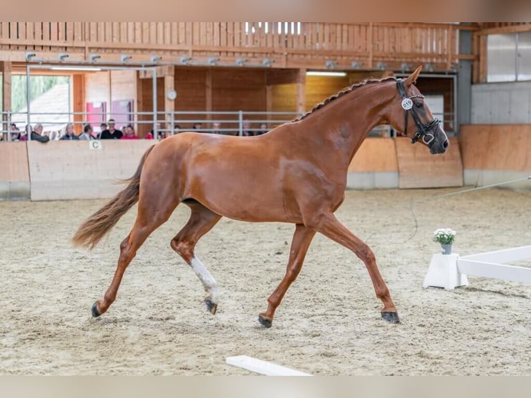 Warmblood austríaco Yegua 4 años 167 cm Alazán in Rudersdorf
