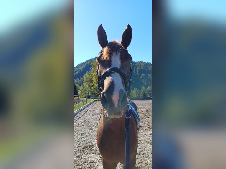 Warmblood austríaco Yegua 4 años 167 cm Alazán-tostado in Kleinreifling