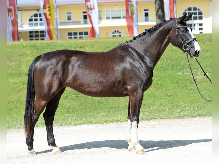 Warmblood austríaco Yegua 4 años 167 cm Negro in Stadl-Paura