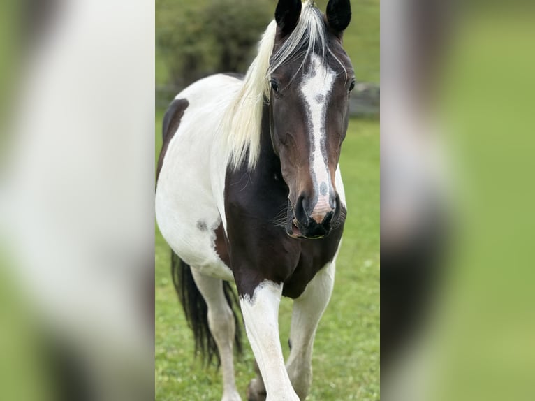 Warmblood austríaco Yegua 4 años 168 cm Pío in Bad Kleinkirchheim