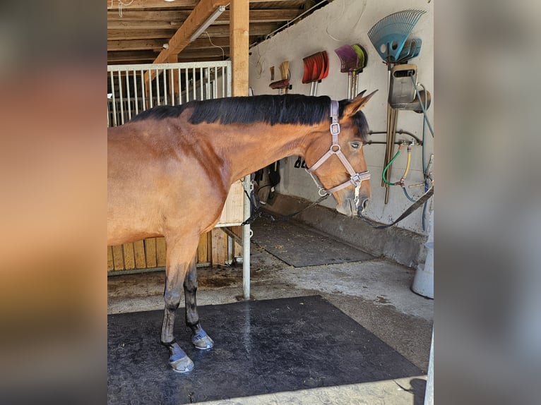 Warmblood austríaco Yegua 4 años 170 cm Castaño in Garsten