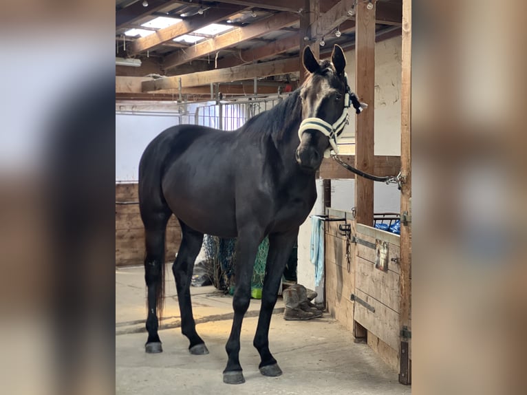 Warmblood austríaco Yegua 4 años 170 cm Negro in Emden