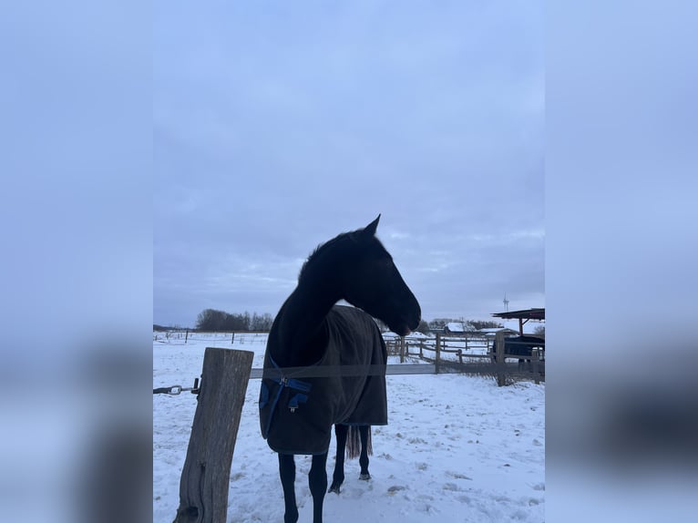 Warmblood austríaco Yegua 4 años 170 cm Negro in Emden
