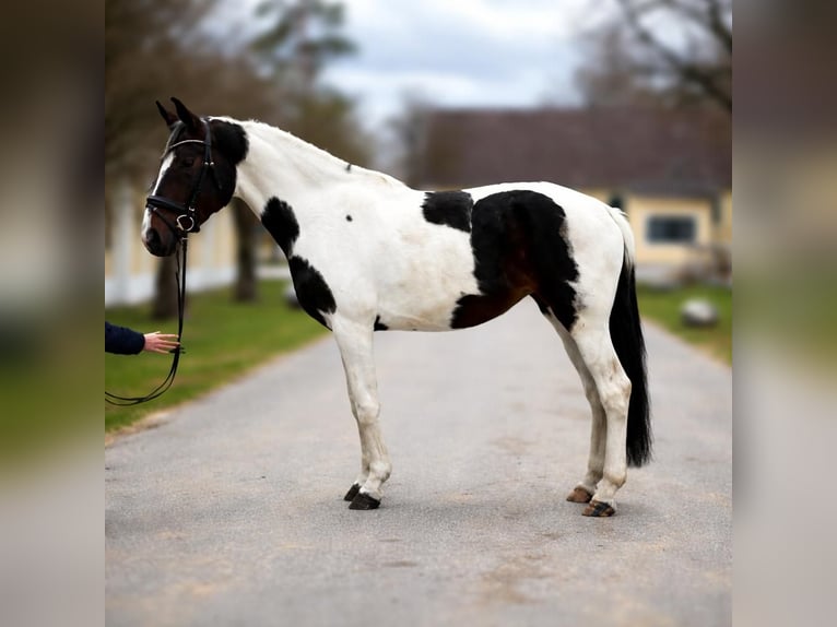 Warmblood austríaco Yegua 4 años 170 cm Pío in Stadl-Paura