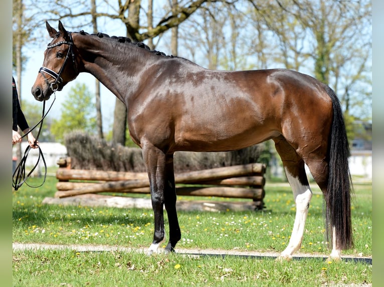 Warmblood austríaco Yegua 4 años 172 cm Castaño oscuro in Stadl-Paura