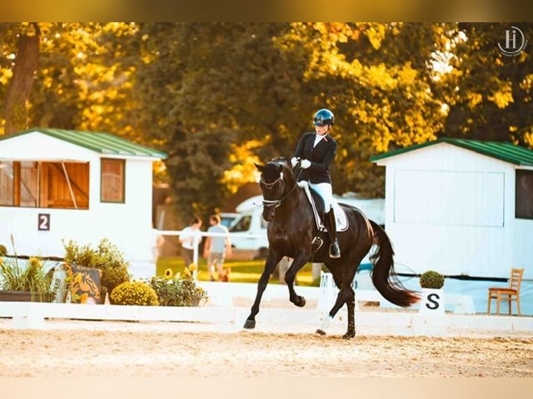 Warmblood austríaco Yegua 4 años 173 cm Negro in Wolnzach
