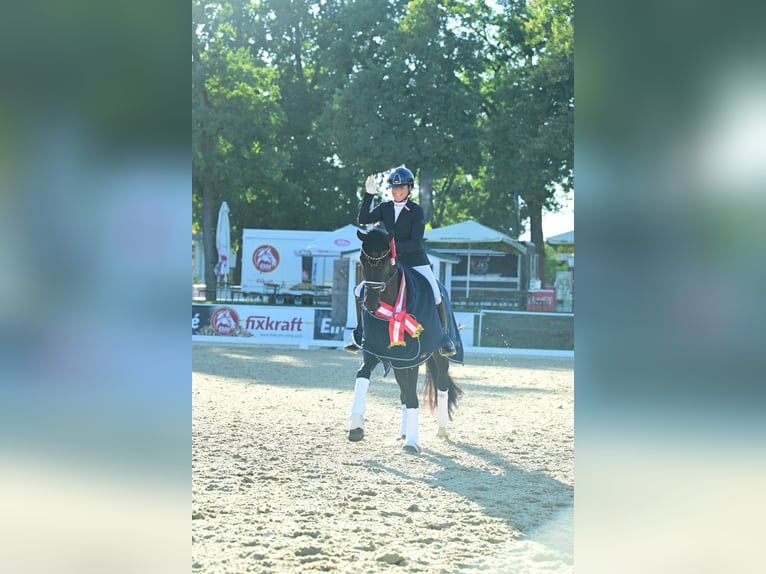 Warmblood austríaco Yegua 4 años 173 cm Negro in Wolnzach