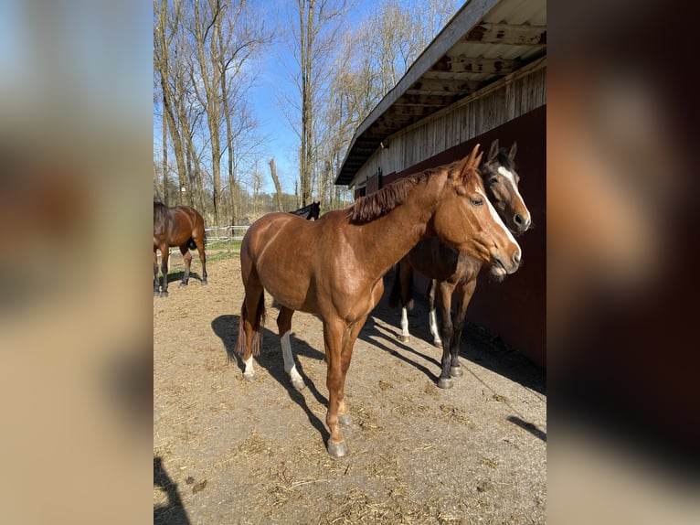 Warmblood austríaco Yegua 5 años 150 cm Alazán in Babenhausen
