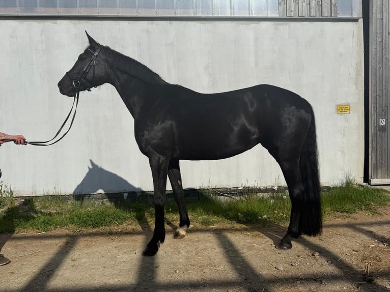 Warmblood austríaco Yegua 5 años 163 cm Negro in Horn