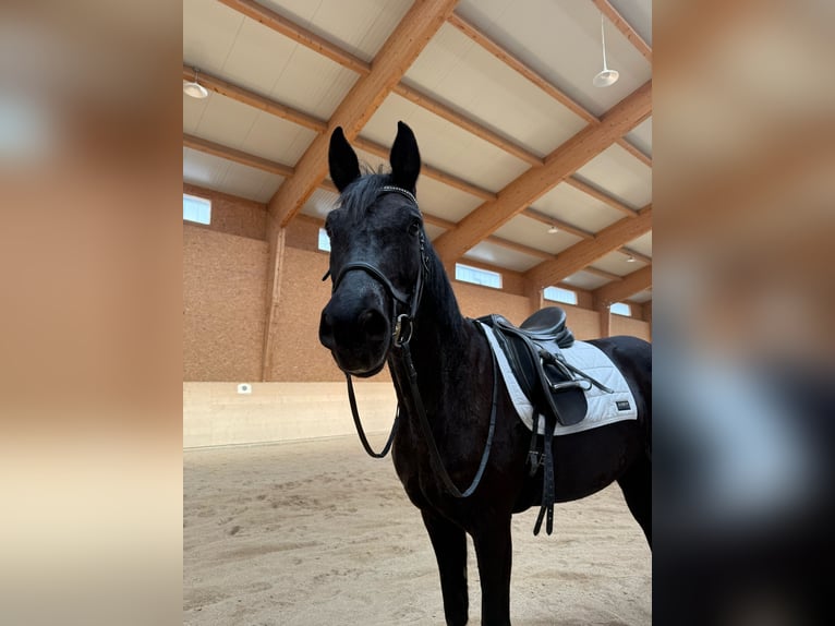 Warmblood austríaco Yegua 5 años 163 cm Negro in Horn