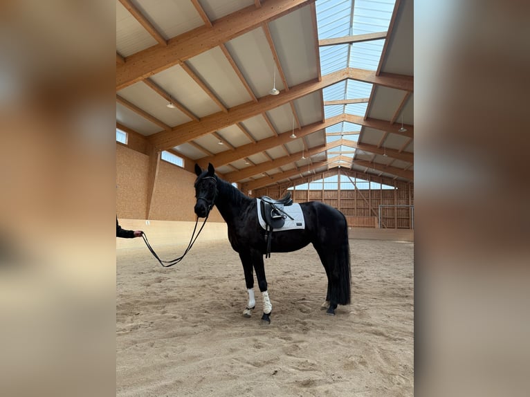 Warmblood austríaco Yegua 5 años 163 cm Negro in Horn