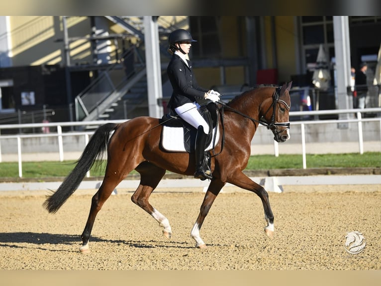 Warmblood austríaco Yegua 5 años 164 cm Castaño in Pfarrkirchen bei Bad Hall