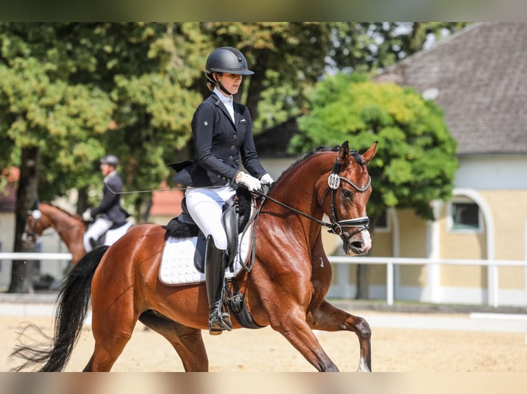 Warmblood austríaco Yegua 5 años 164 cm Castaño in Pfarrkirchen bei Bad Hall