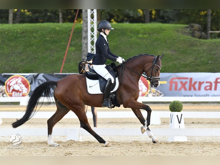 Warmblood austríaco Yegua 5 años 164 cm Castaño in Pfarrkirchen bei Bad Hall