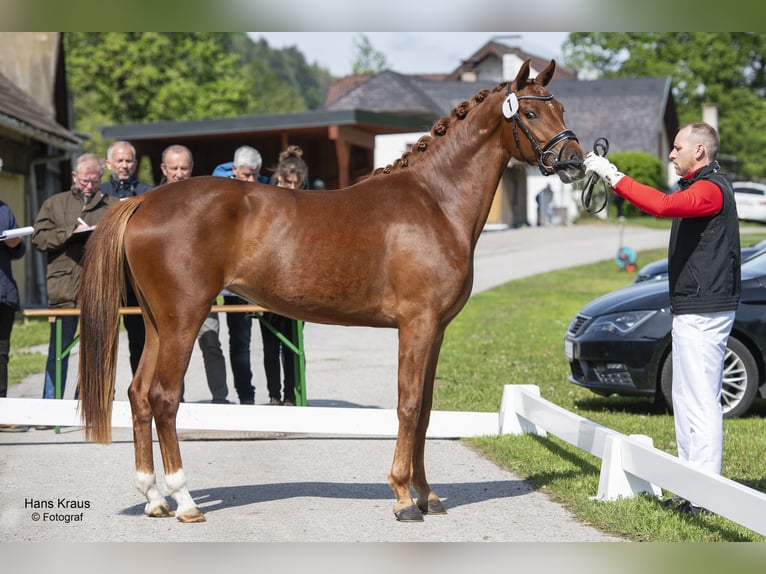 Warmblood austríaco Yegua 5 años 165 cm Alazán-tostado in Thenneberg