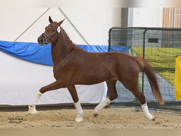 Warmblood austríaco Yegua 5 años 165 cm Alazán-tostado in Thenneberg