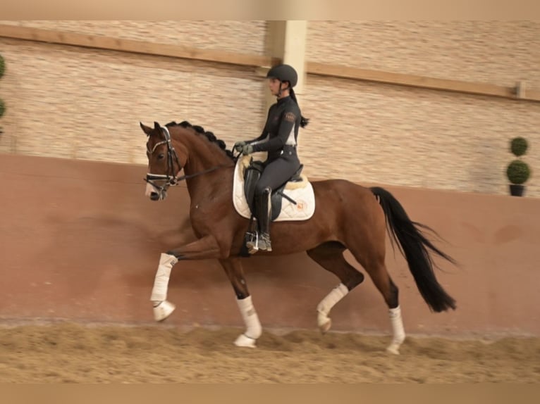 Warmblood austríaco Yegua 5 años 165 cm Castaño in Wehringen