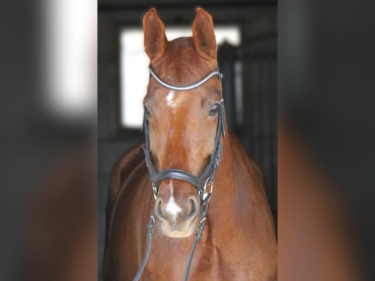 Warmblood austríaco Yegua 5 años 167 cm Alazán in Winhöring