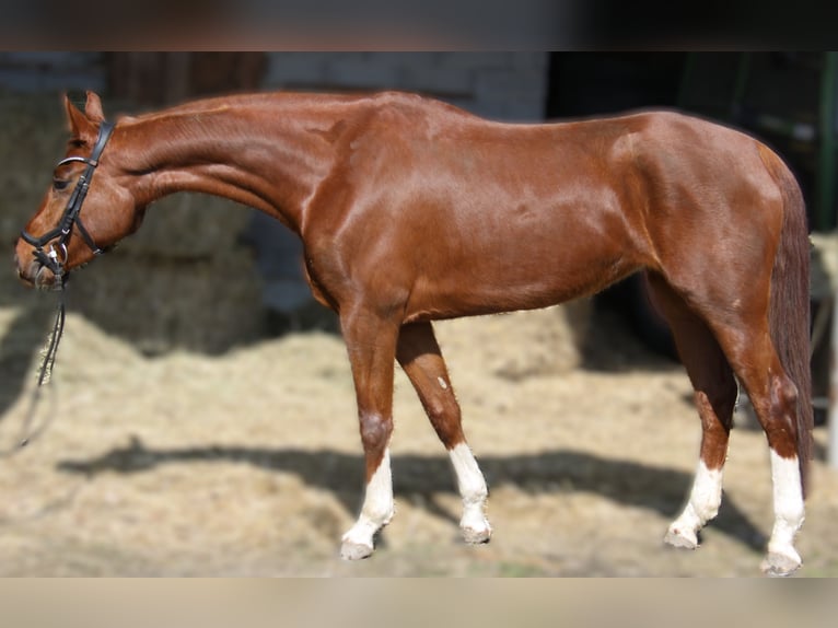 Warmblood austríaco Yegua 5 años 167 cm Alazán in Winhöring