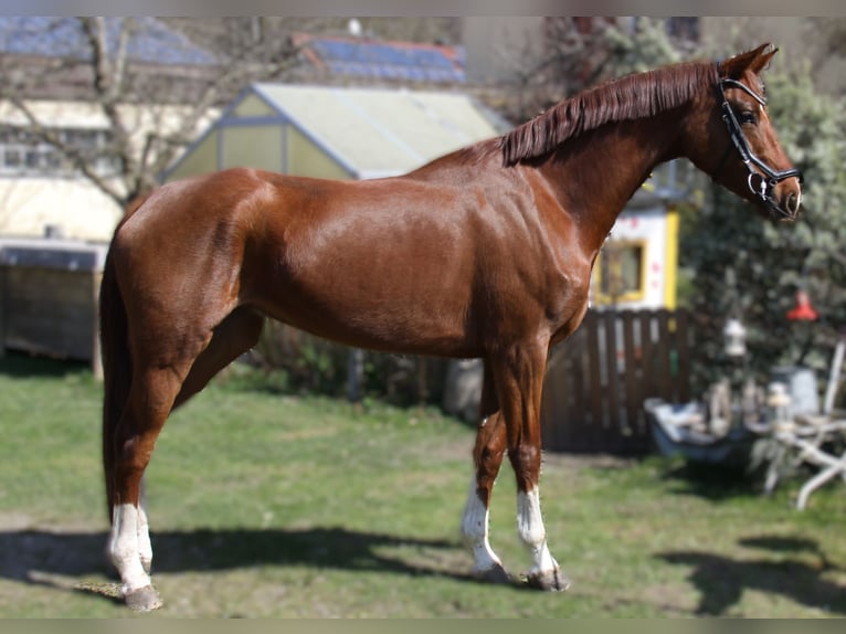 Warmblood austríaco Yegua 5 años 167 cm Alazán in Winhöring