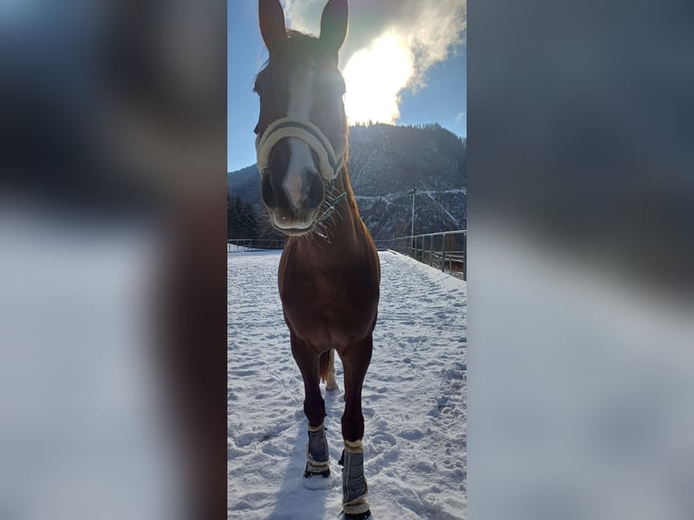 Warmblood austríaco Yegua 5 años 167 cm Alazán-tostado in Kleinreifling