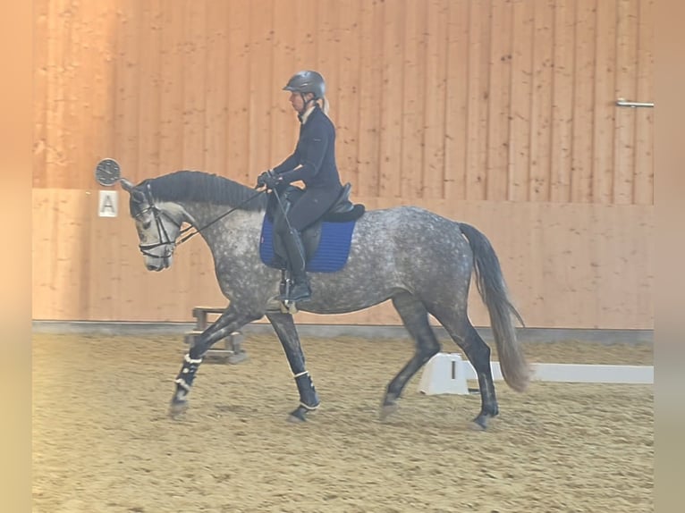 Warmblood austríaco Yegua 5 años 167 cm Tordo in Wolfsbach