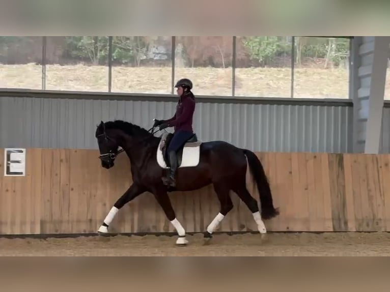 Warmblood austríaco Yegua 5 años 168 cm Negro in St. Thomas