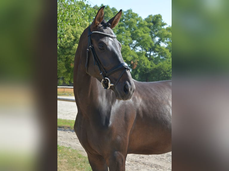 Warmblood austríaco Yegua 5 años 169 cm Negro in M&#xFC;nchen