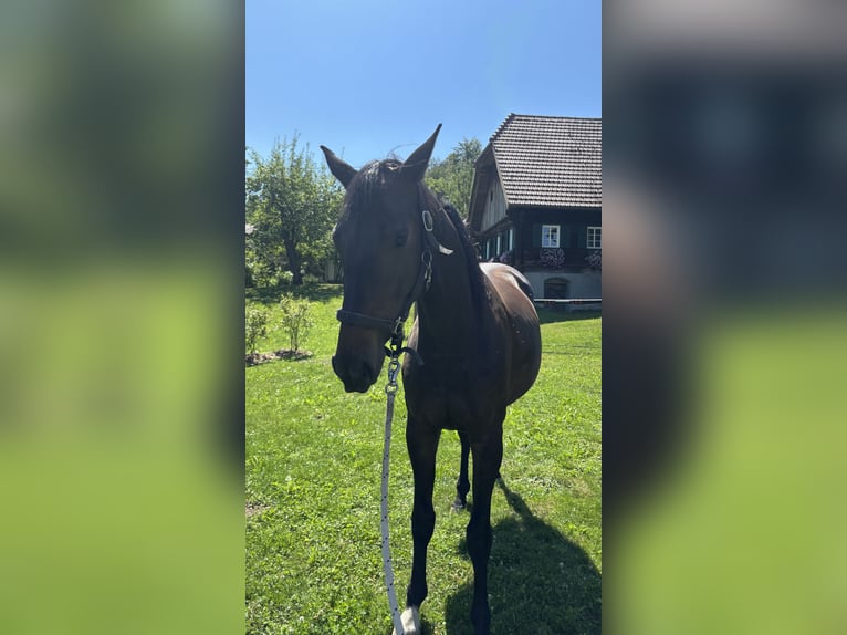 Warmblood austríaco Yegua 5 años Castaño oscuro in Wies