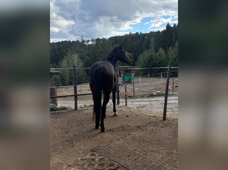 Warmblood austríaco Yegua 5 años Castaño oscuro in Wies