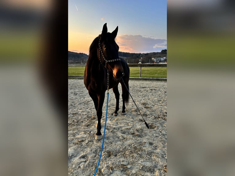 Warmblood austríaco Yegua 5 años Castaño oscuro in Wies