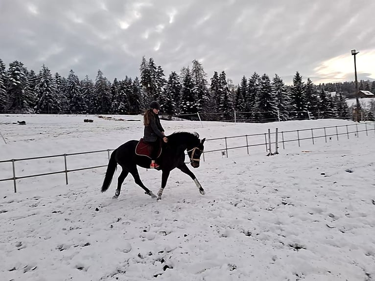 Warmblood austríaco Yegua 6 años 160 cm Castaño oscuro in Edelschrott