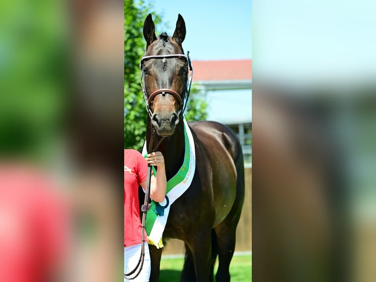 Warmblood austríaco Yegua 6 años 160 cm Castaño oscuro in Edelschrott