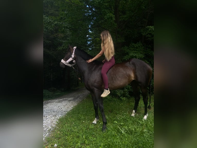 Warmblood austríaco Yegua 6 años 160 cm Castaño oscuro in Edelschrott