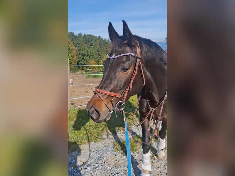 Warmblood austríaco Yegua 6 años 160 cm Castaño oscuro in Sankt Martin am Wöllmißberg