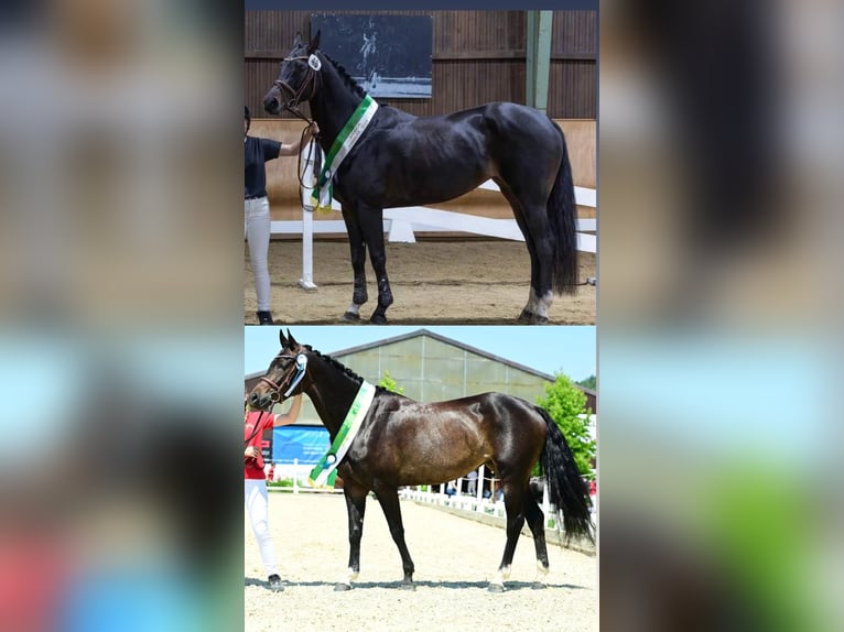 Warmblood austríaco Yegua 6 años 160 cm Castaño oscuro in Sankt Martin am Wöllmißberg