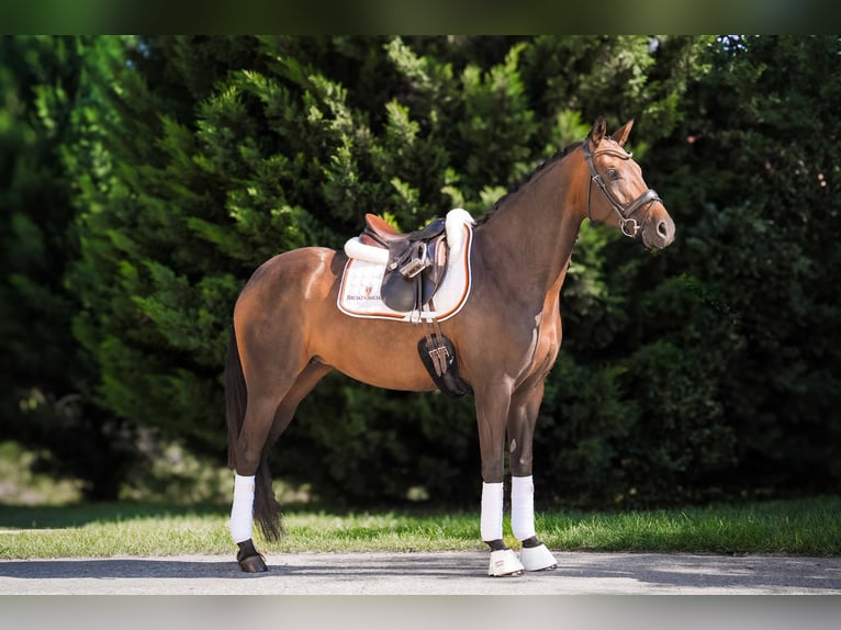 Warmblood austríaco Yegua 6 años 162 cm Castaño oscuro in Oisnitz