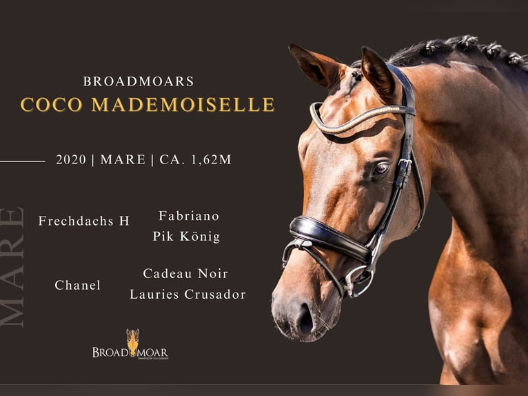 Warmblood austríaco Yegua 6 años 162 cm Castaño oscuro in Oisnitz