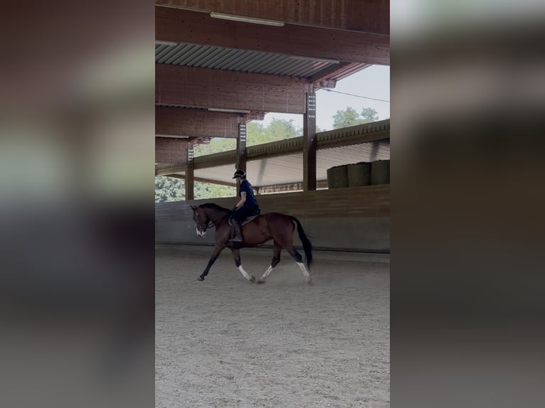 Warmblood austríaco Yegua 6 años 164 cm Castaño in Graz,12.Bez.:Andritz Warmblood austríaco Yegua 6 años 164 cm Castaño in Graz,12.Bez.:Andritz