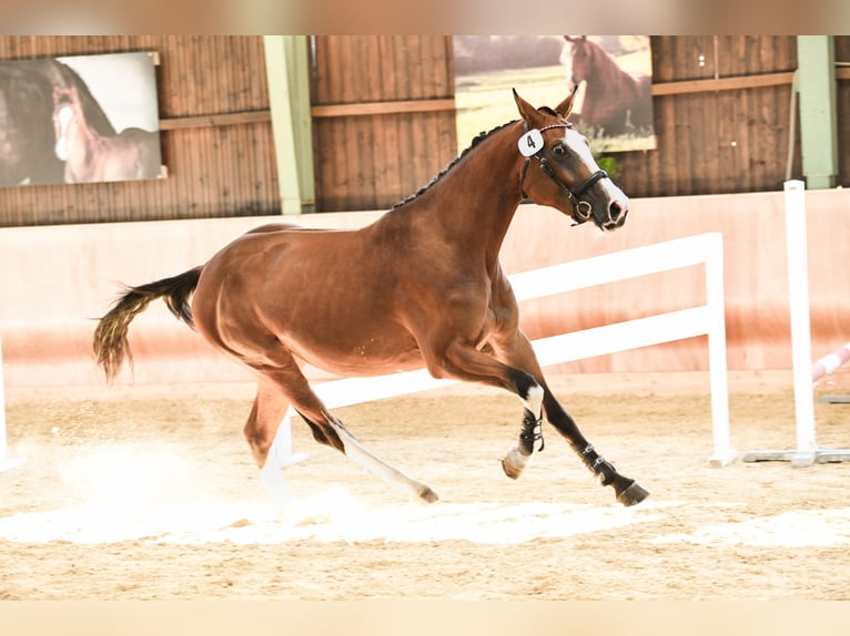 Warmblood austríaco Yegua 6 años 164 cm Castaño in Graz,12.Bez.:Andritz Warmblood austríaco Yegua 6 años 164 cm Castaño in Graz,12.Bez.:Andritz