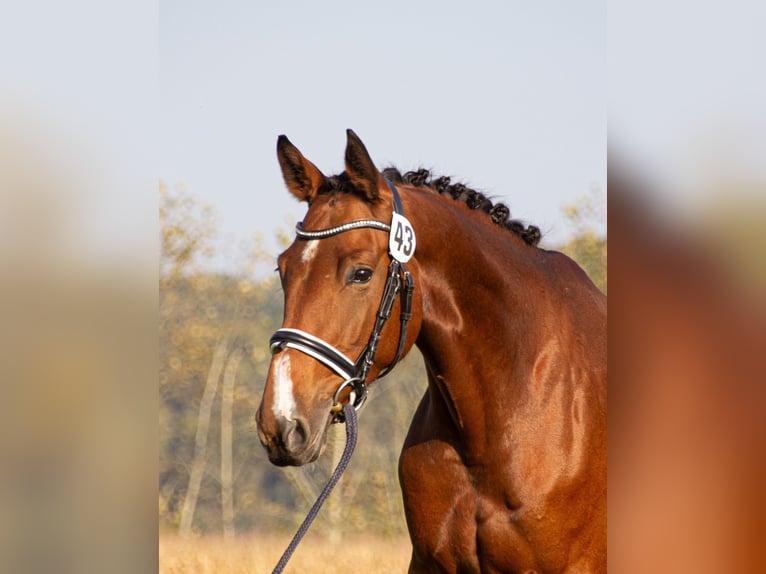 Warmblood austríaco Yegua 6 años 164 cm Castaño in Feldbach